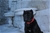  multi Ch. Bazo - Triola Cane Corso